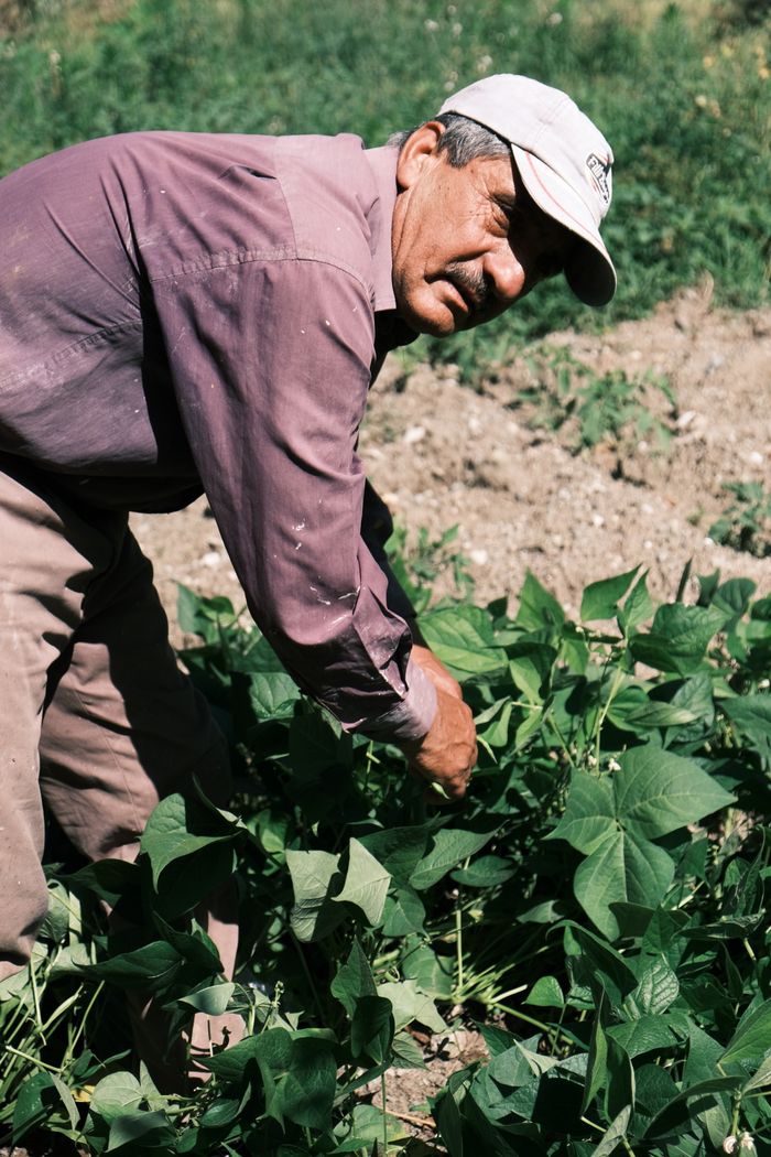 Crafting Captivating Headlines: Your awesome post title goes here A farmer in a cap tending to green bean plants in a sunlit agricultural field.