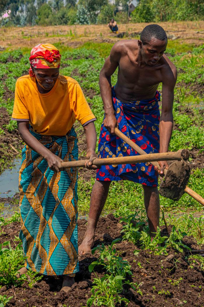 An African couple farming a rural field using traditional hoes, showcasing hard work and agriculture.