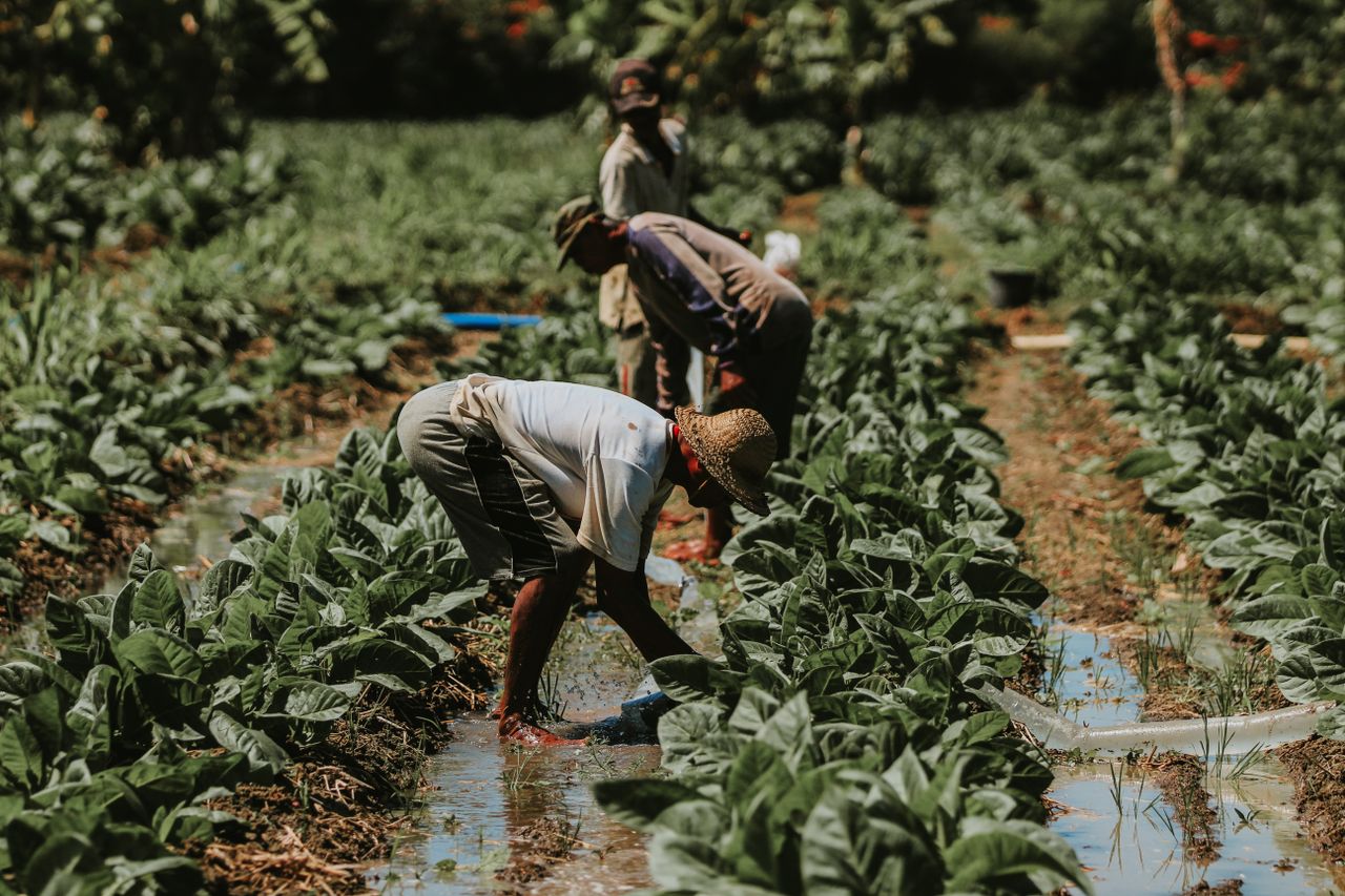 Farmers working in lush tobacco fields of East Java, showcasing traditional agricultural techniques.