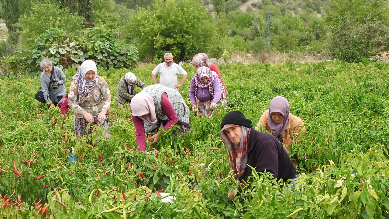 Mastering the First Impression: Your intriguing post title goes here Farmers harvest peppers in a lush green field, showcasing teamwork and agriculture.