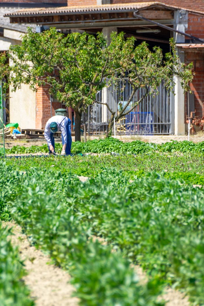 mission-02 A farmer tends to crops in a sunny Castellazzo Bormida field in Italy.